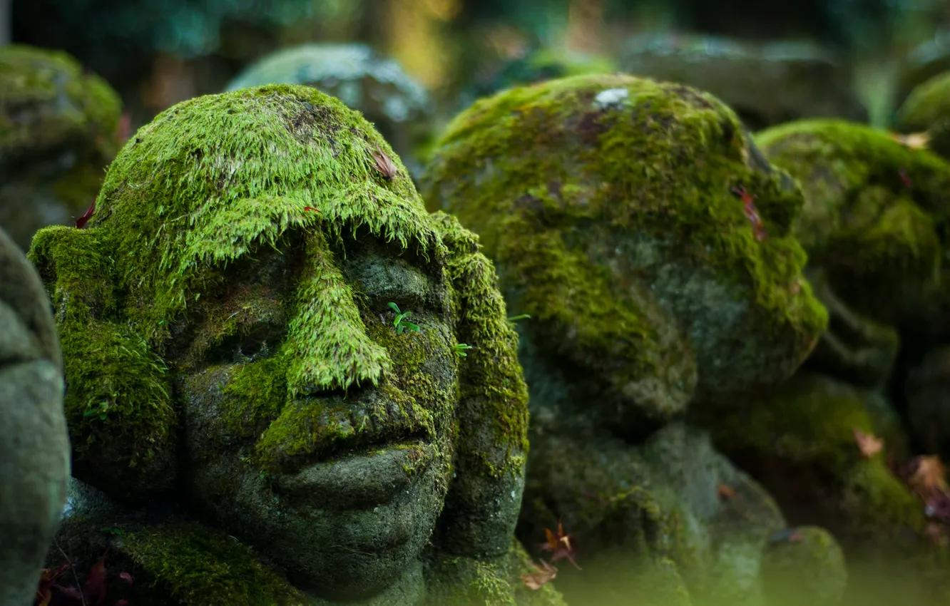 Photo wallpaper background, moss, head