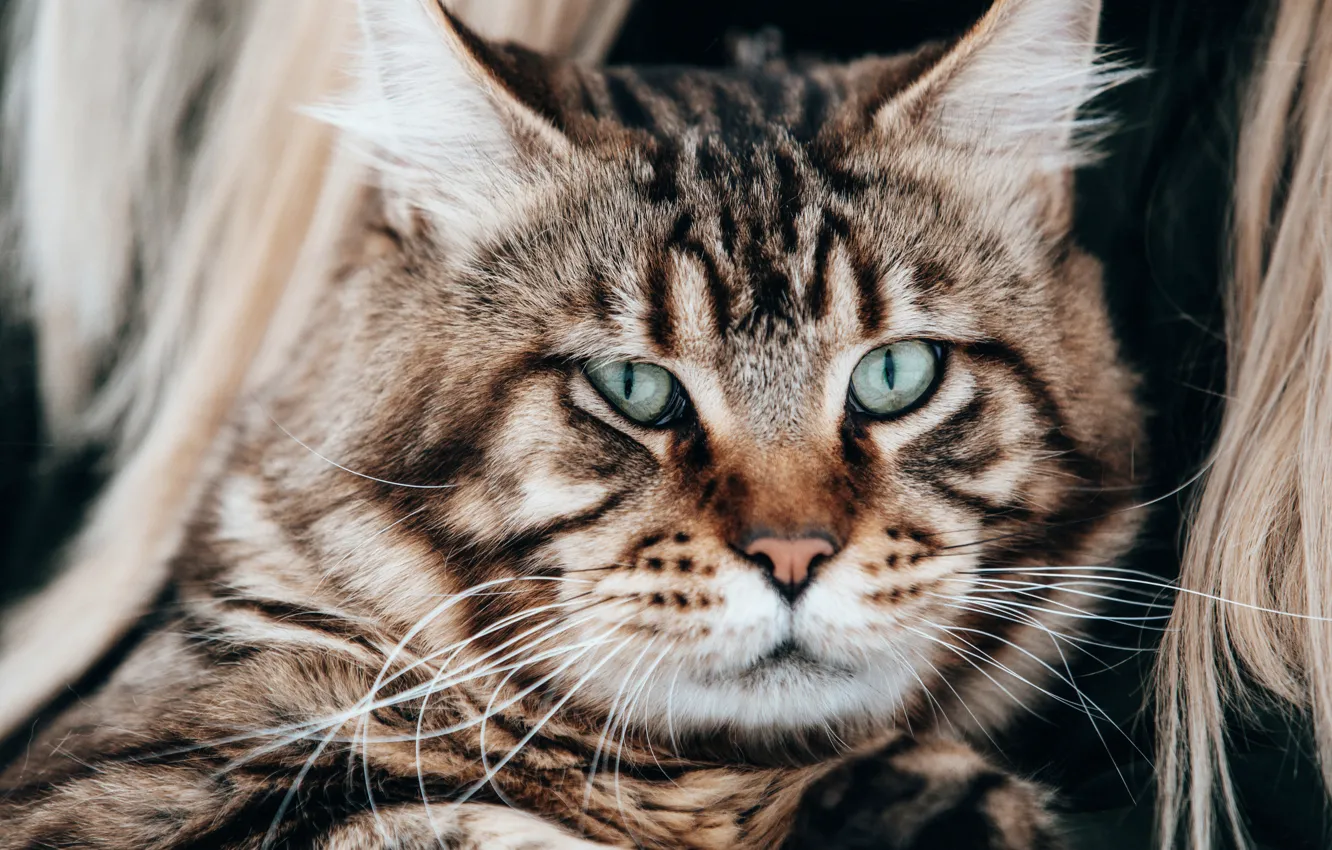 Photo wallpaper cat, look, portrait, muzzle, Kote
