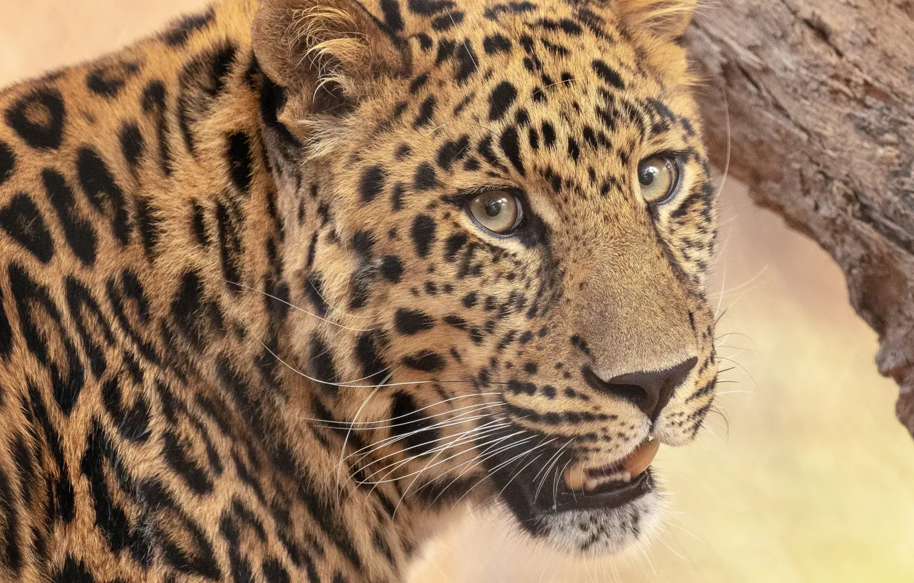 Photo wallpaper look, face, portrait, leopard, wild cat