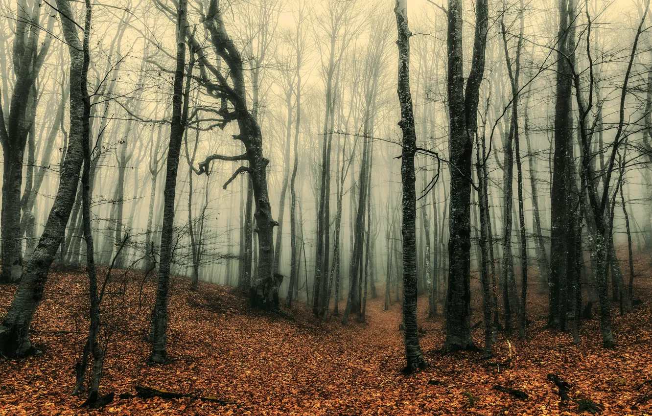 Photo wallpaper autumn, forest, fog, trunks, falling leaves, bare trees
