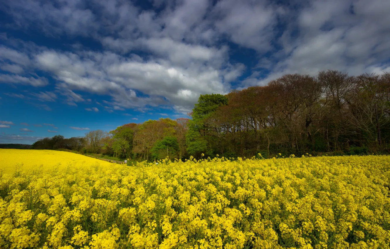Photo wallpaper forest, the sky, clouds, trees, rape, rapeseed field