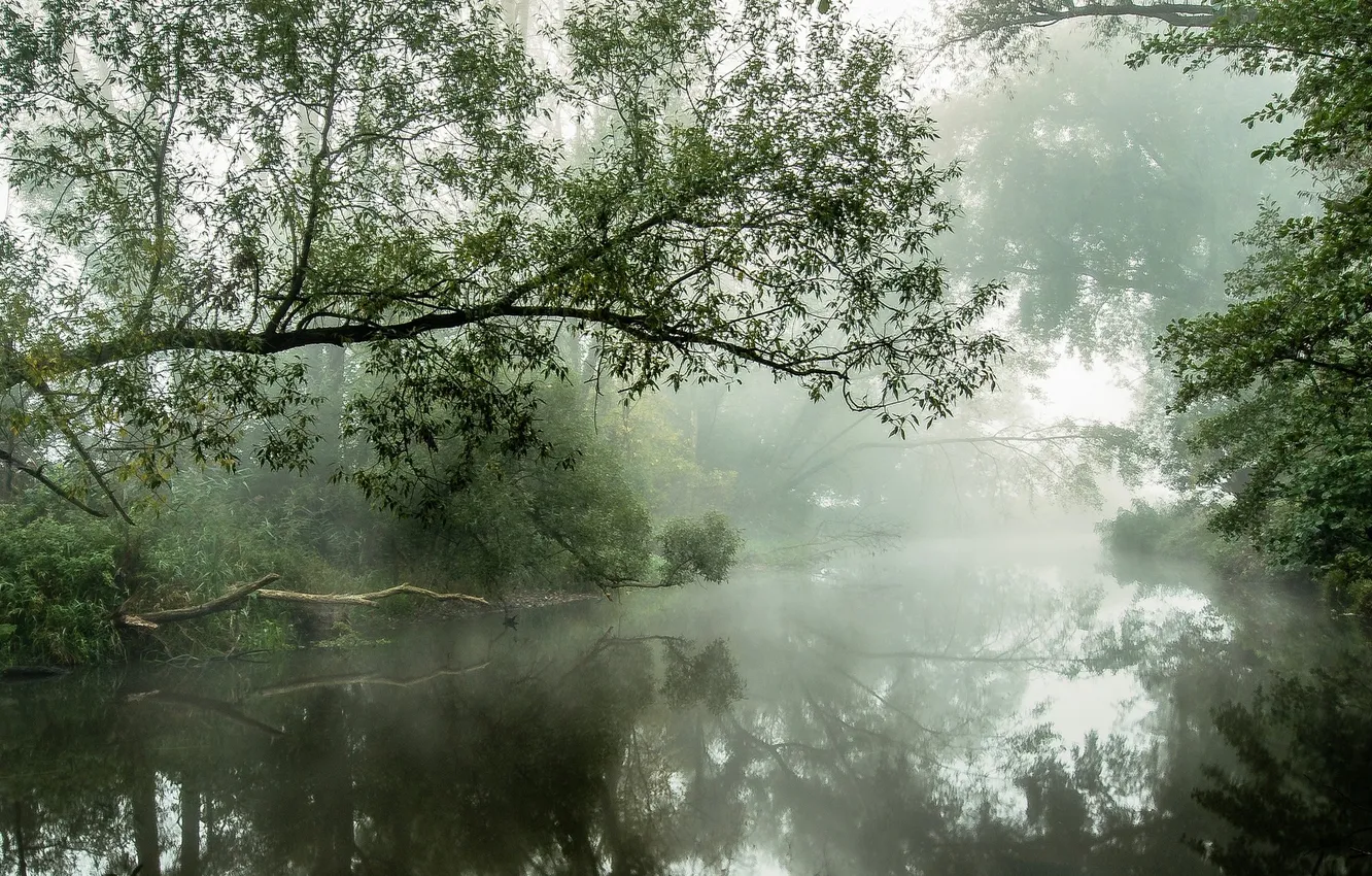 Photo wallpaper forest, grass, trees, landscape, nature, fog, river, plant