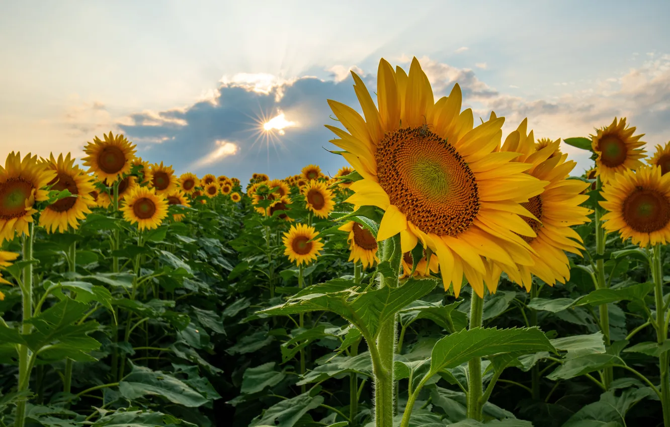 Photo wallpaper field, summer, the sky, the sun, clouds, sunflowers, flowers