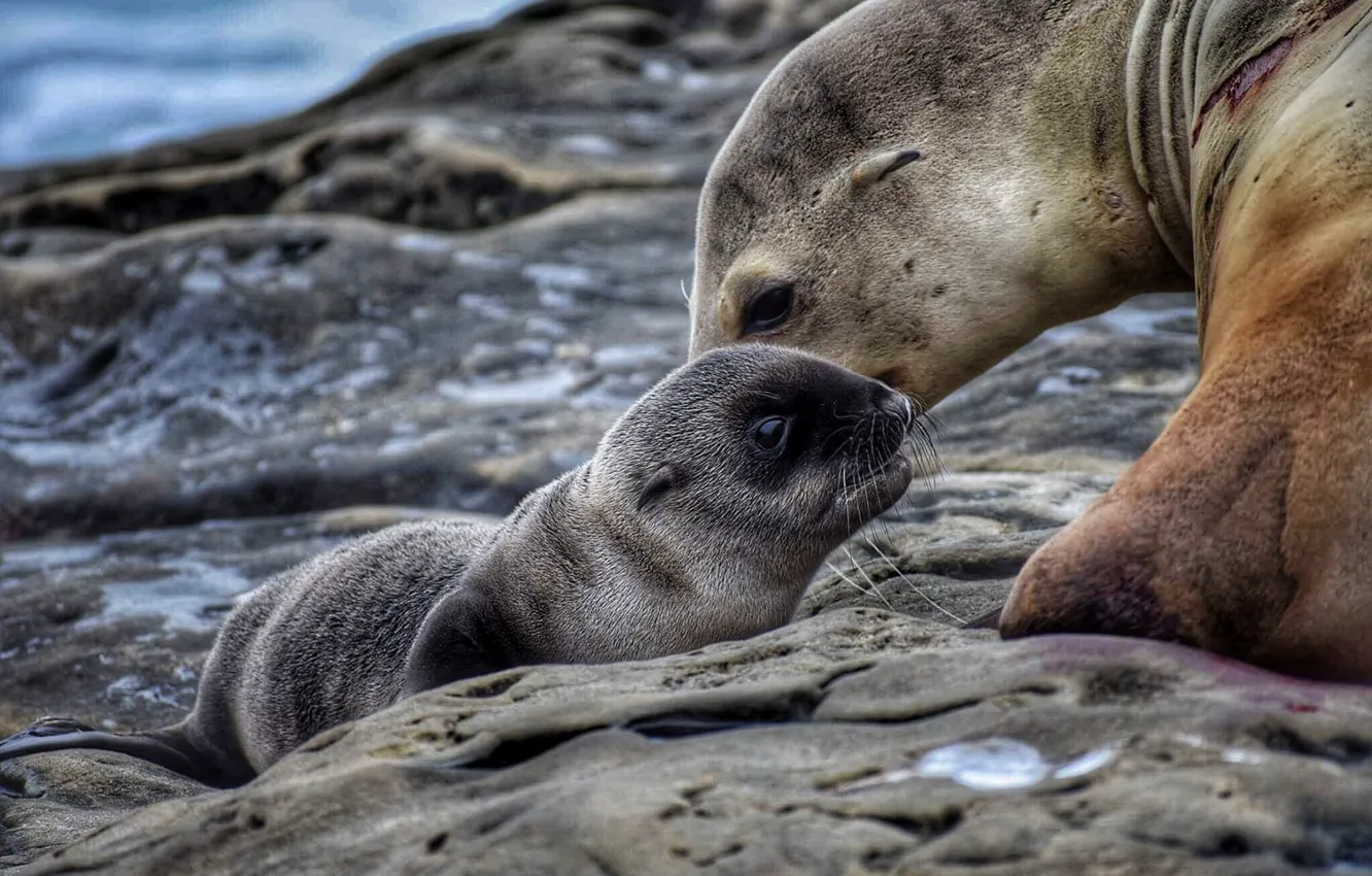 Photo wallpaper animals, nature, cub, seals