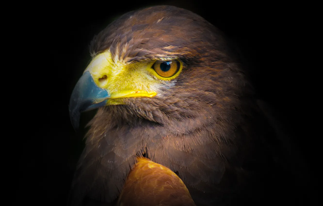 Photo wallpaper bird, portrait, predator, black background