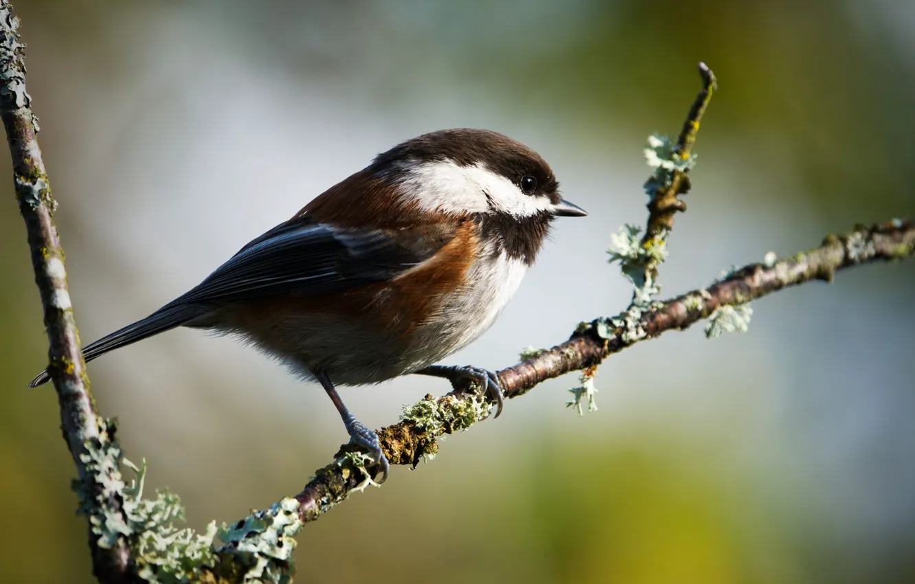 Photo wallpaper branches, background, bird, bokeh, tit