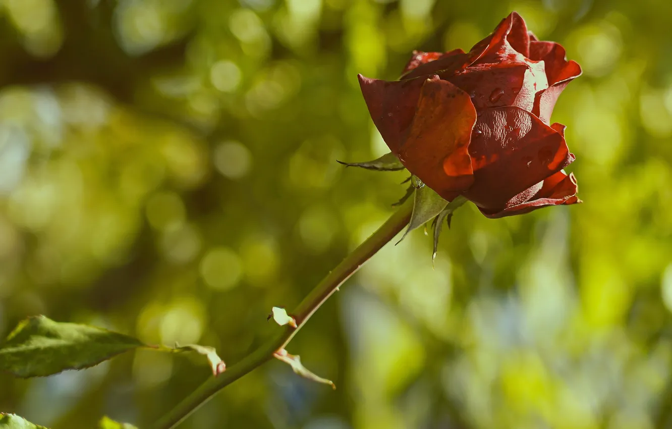 Photo wallpaper leaves, drops, light, flowers, red, roses, stem, buds