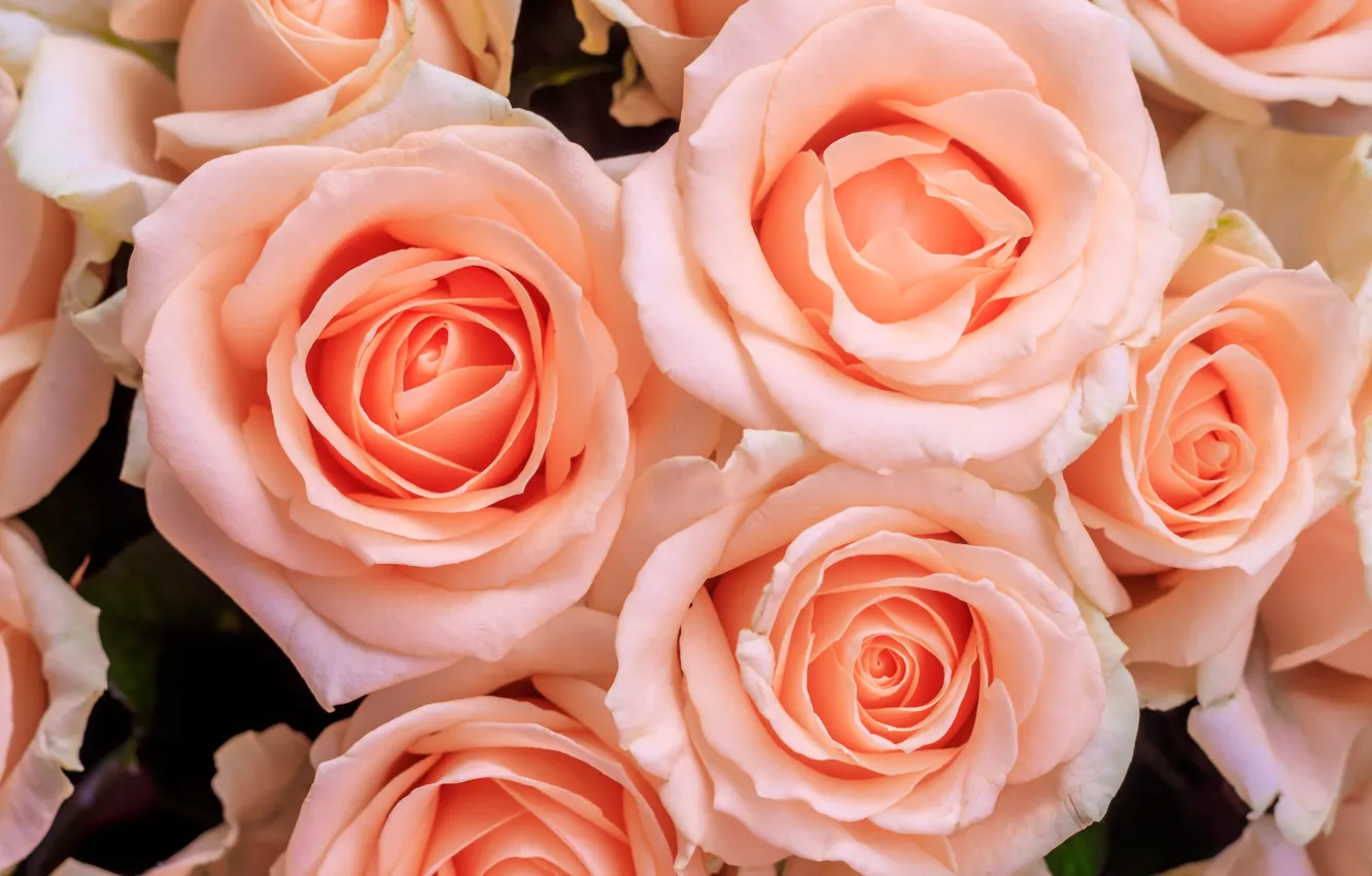 Photo wallpaper roses, Petals, pink, buds