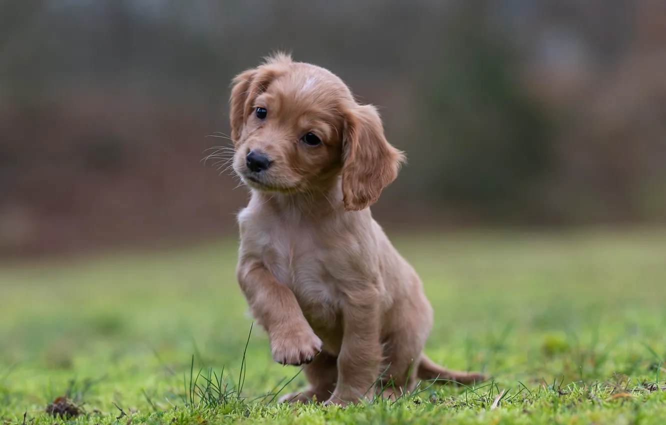 Photo wallpaper legs, puppy, ears, Spaniel