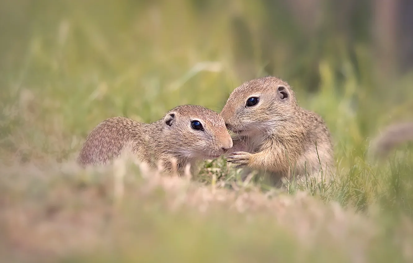 Photo wallpaper a couple, gopher, the secret