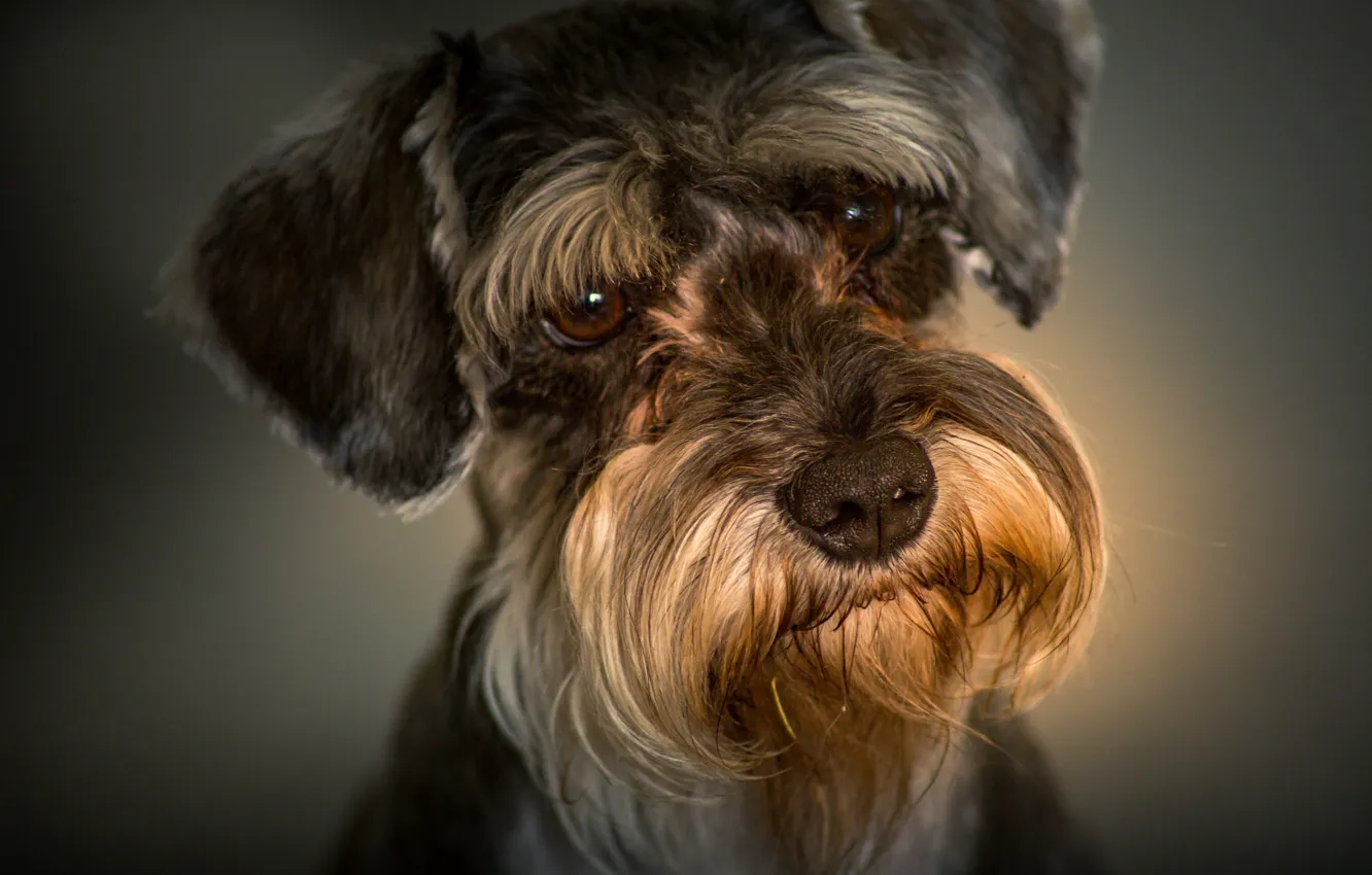 Photo wallpaper look, portrait, dog, face, the miniature Schnauzer