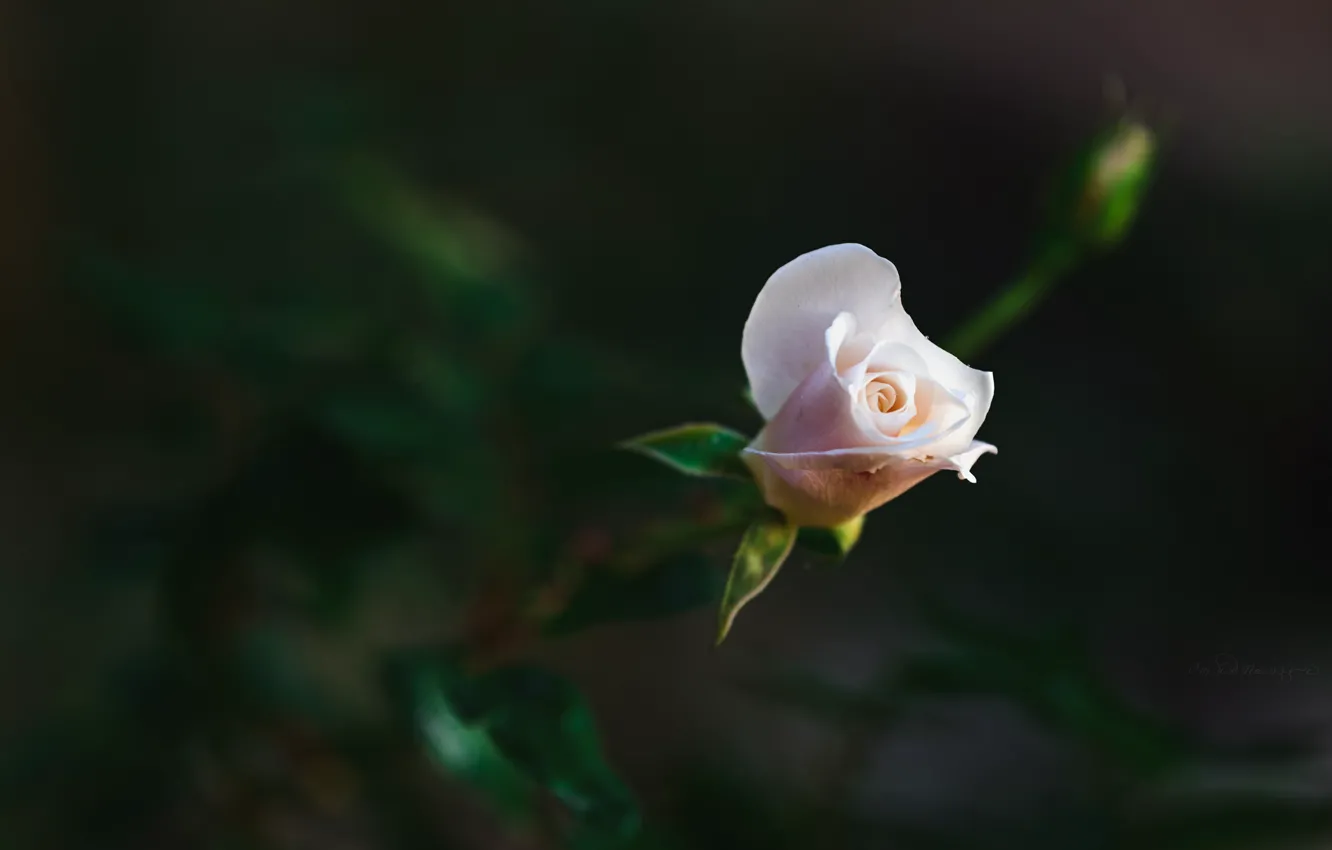 Photo wallpaper flowers, roses, petals
