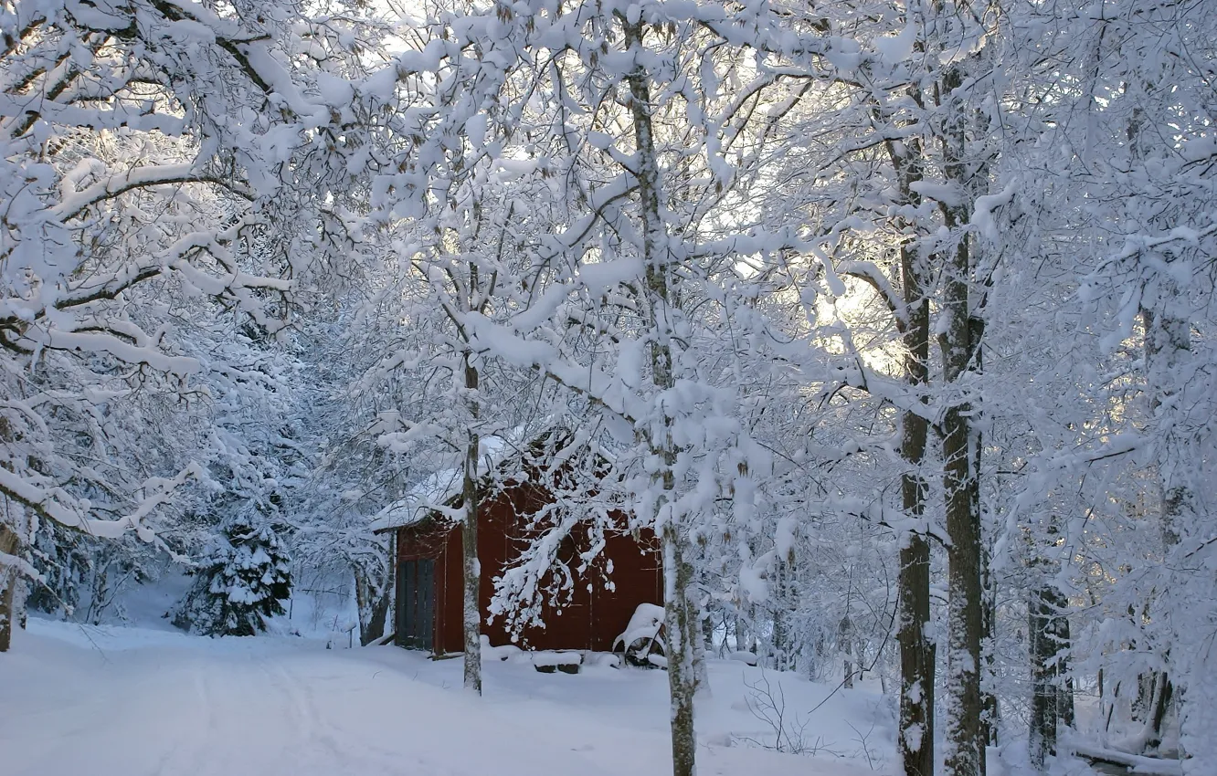 Photo wallpaper Winter, trees, snow, building, shed