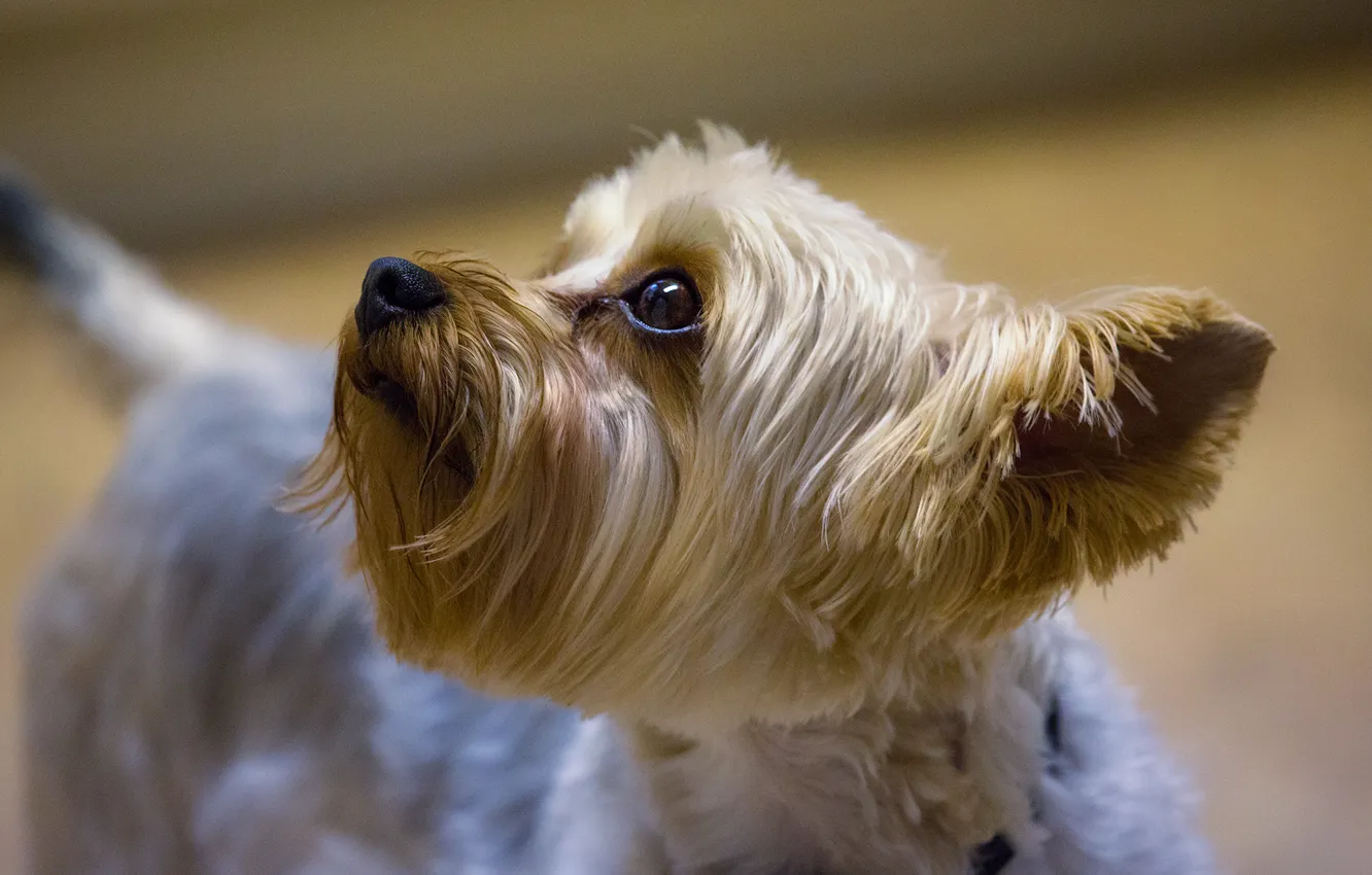 Photo wallpaper muzzle, ear, Yorkshire Terrier