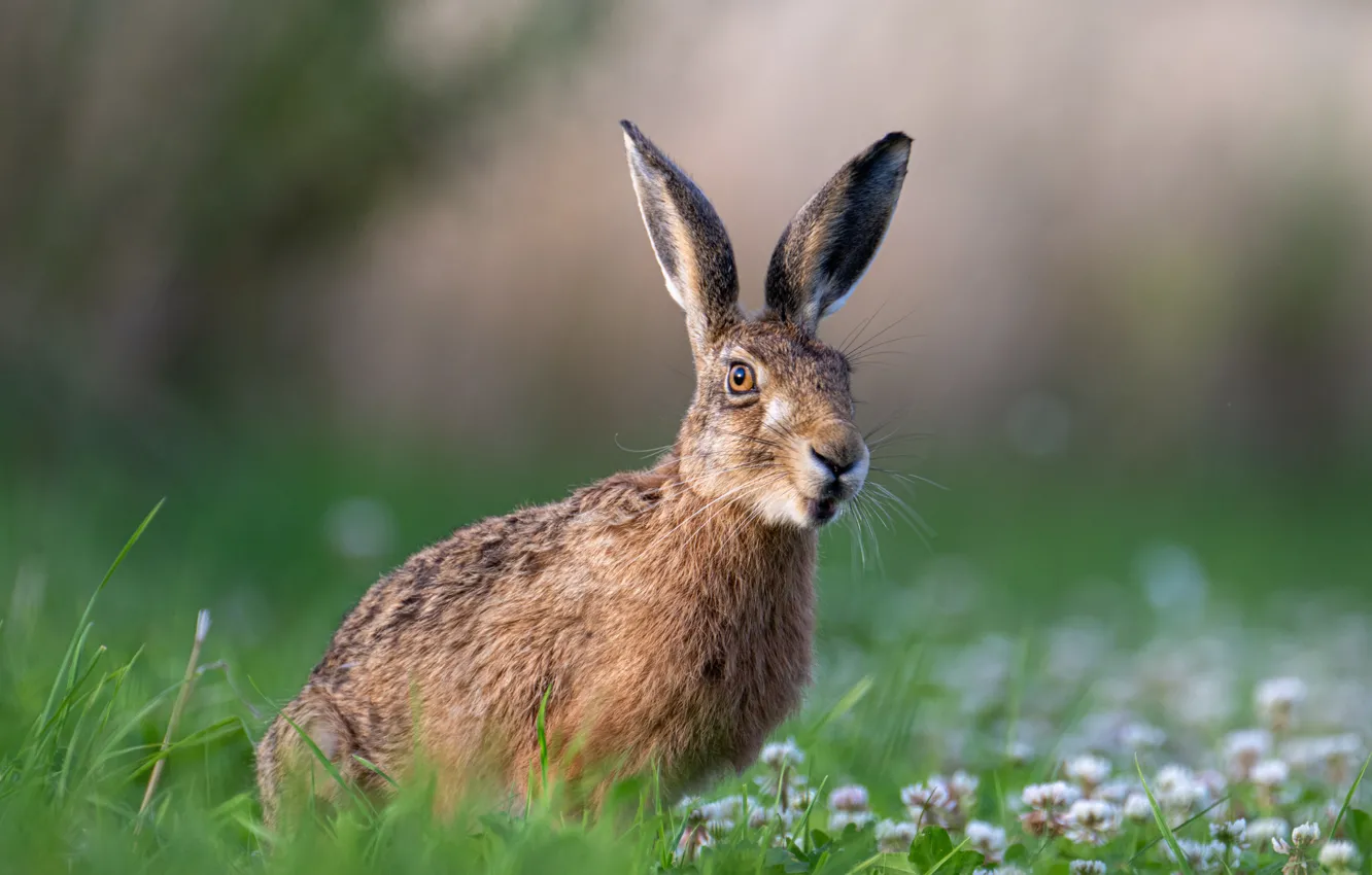 Photo wallpaper field, grass, look, hare