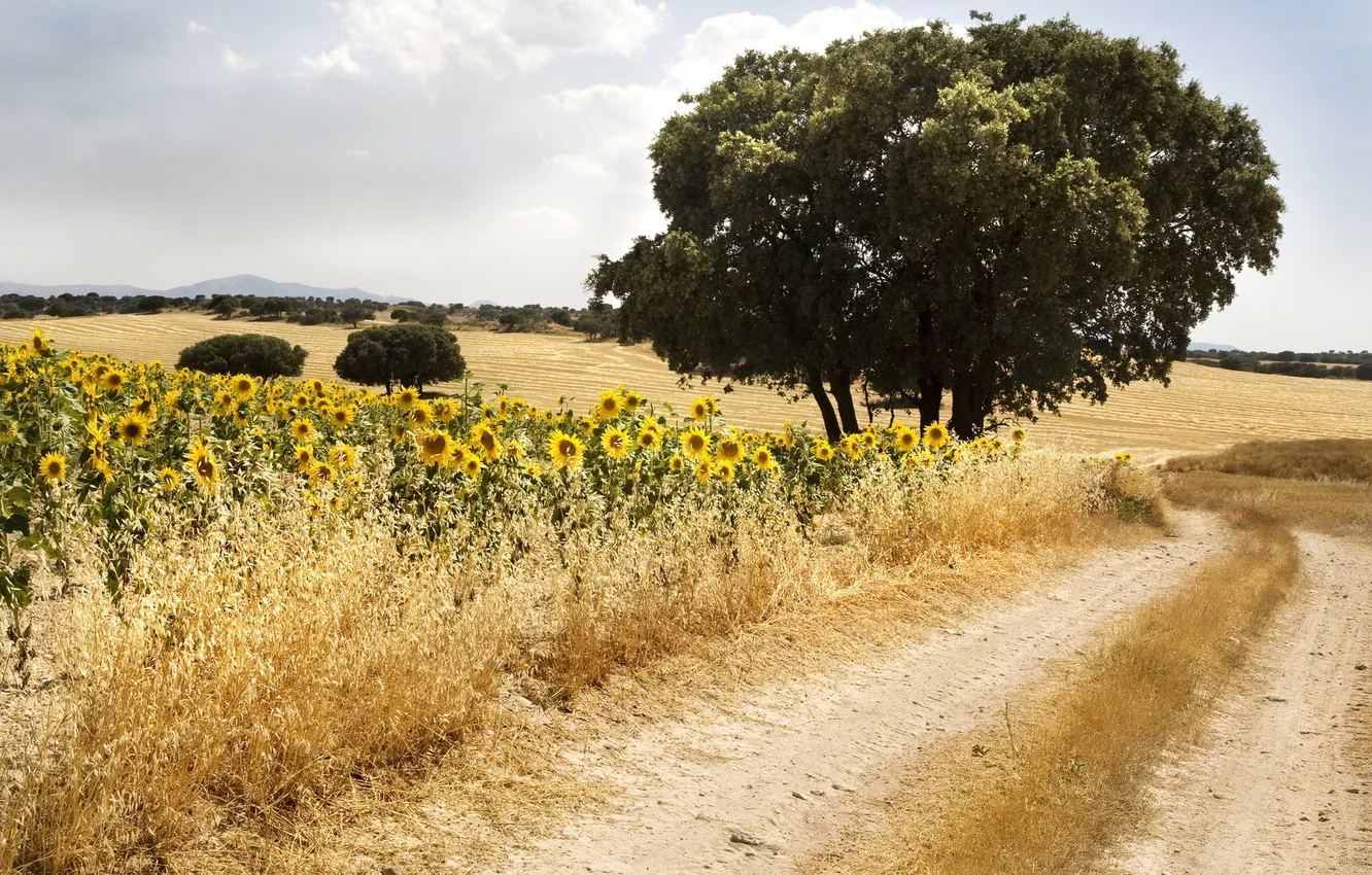 Photo wallpaper road, summer, the sky, sunflowers, landscape