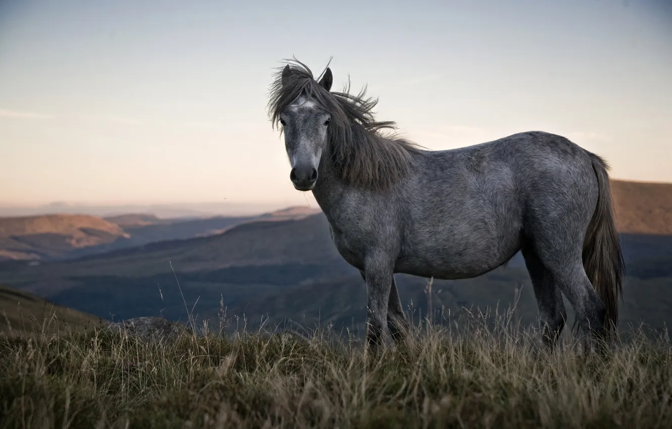 Photo wallpaper mountains, horse, pony