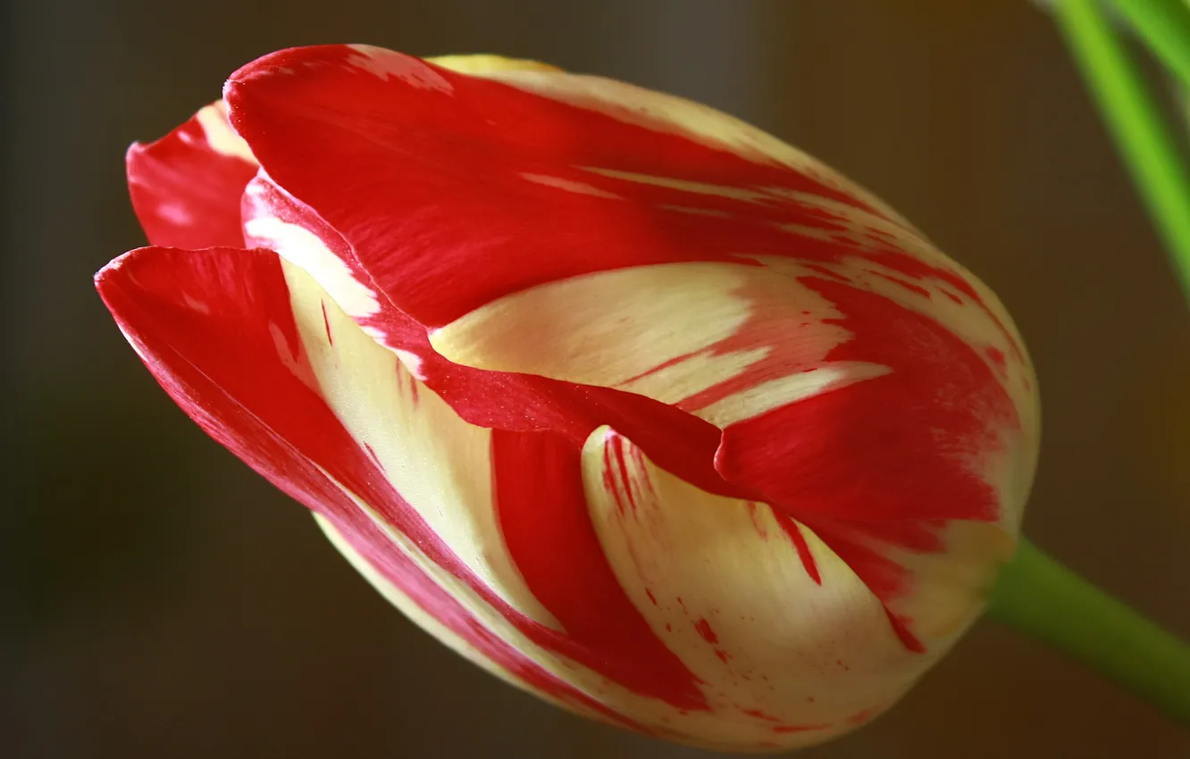 Photo wallpaper macro, flowers, tulips