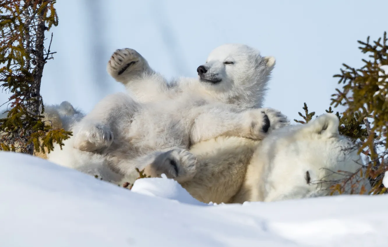Photo wallpaper winter, snow, stay, sleep, bear, chill, polar bears, bear