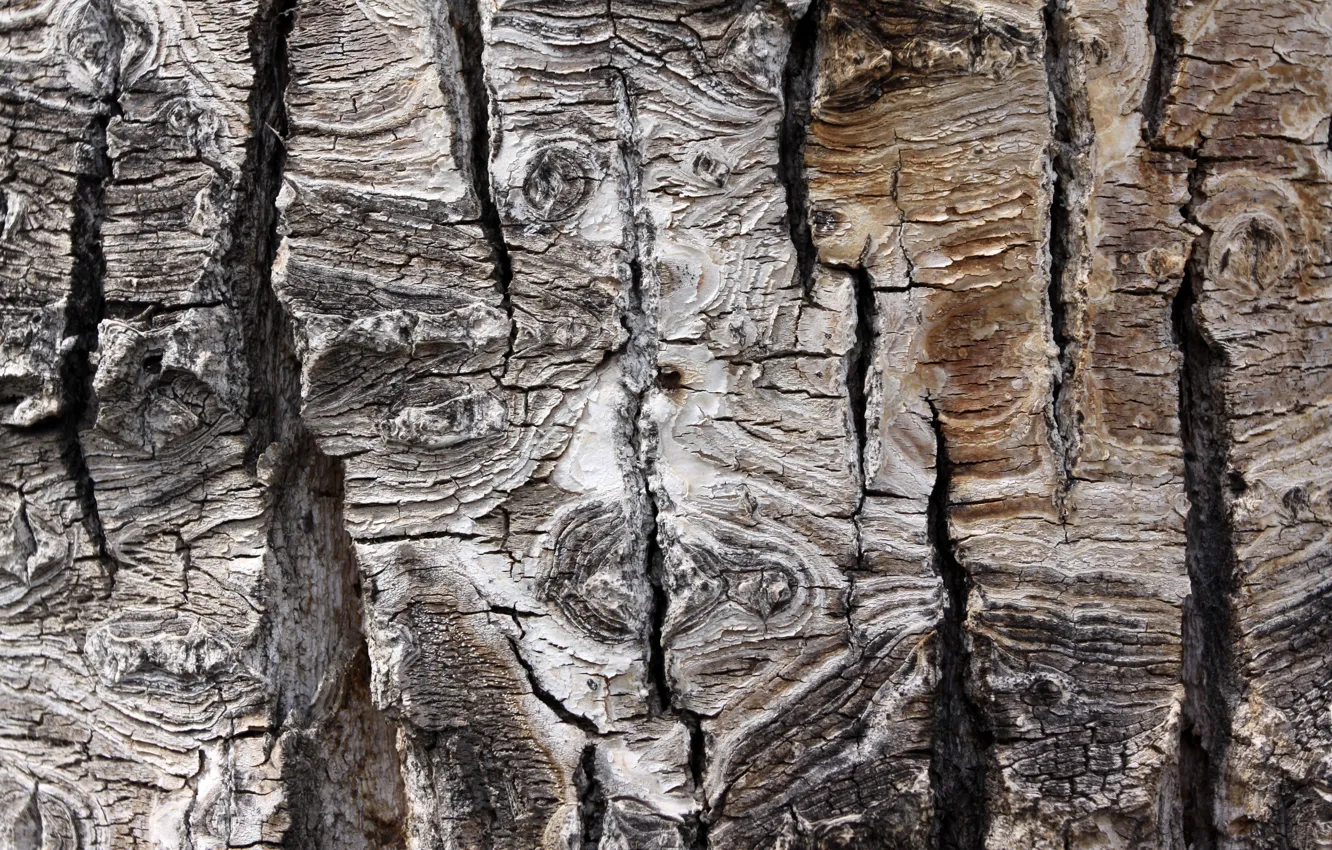 Photo wallpaper tree, texture, bark