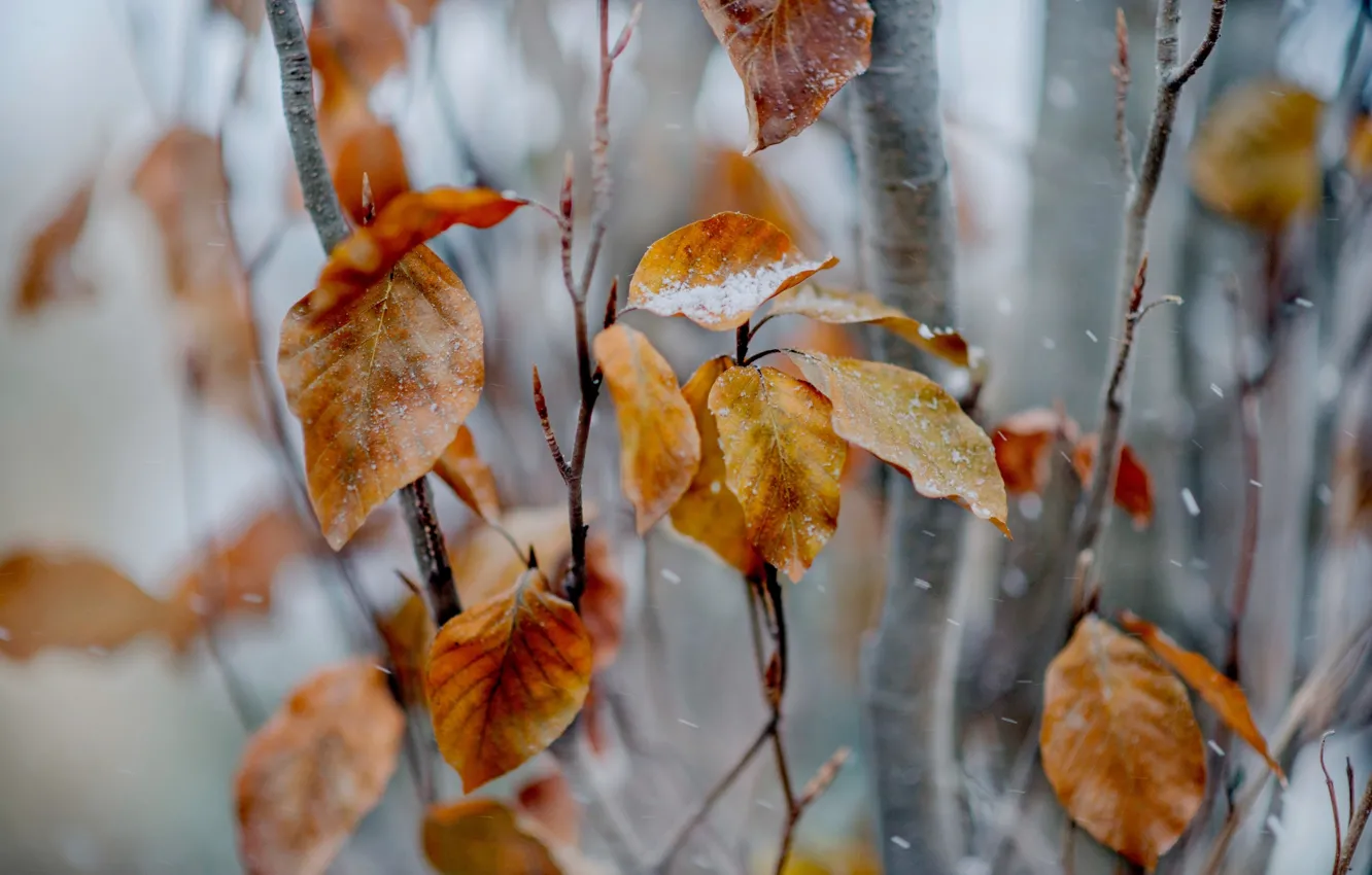 Photo wallpaper leaves, snow, trees, branches, yellow, autumn