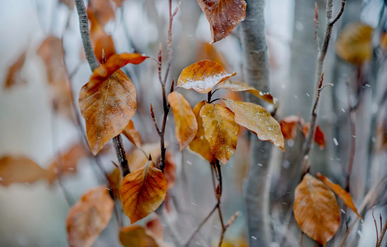 Photo wallpaper leaves, snow, branches, tree, yellow, autumn