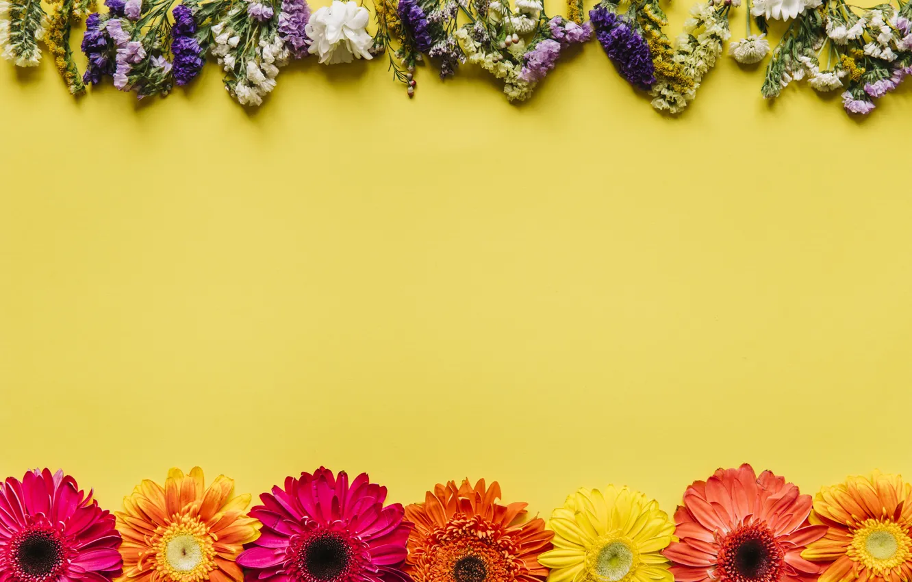 Photo wallpaper flowers, spring, frame, colorful, chrysanthemum, flowers, spring, bright