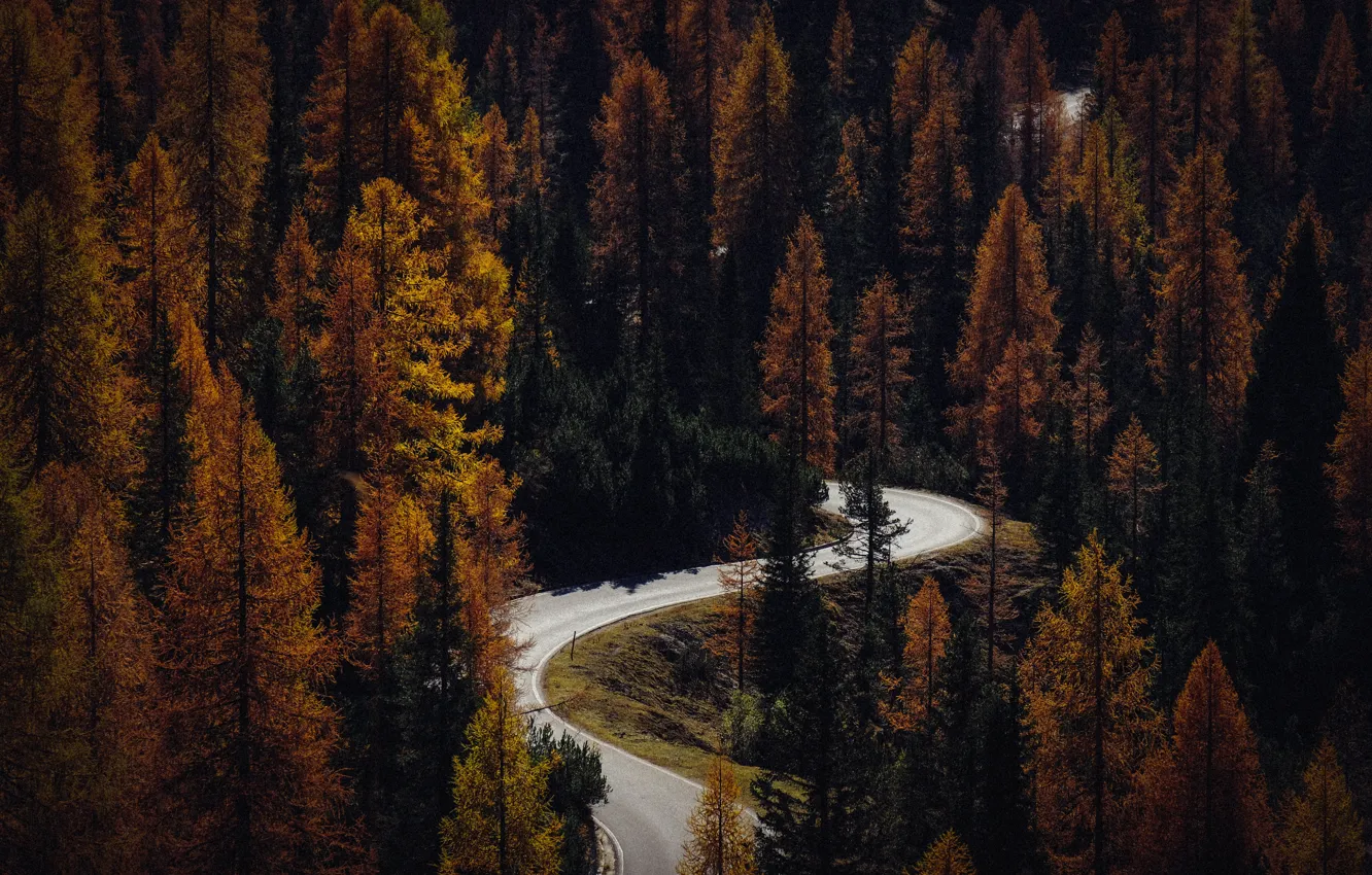 Photo wallpaper Nature, Road, Autumn, Trees, Forest, The way, Landscape, Nature