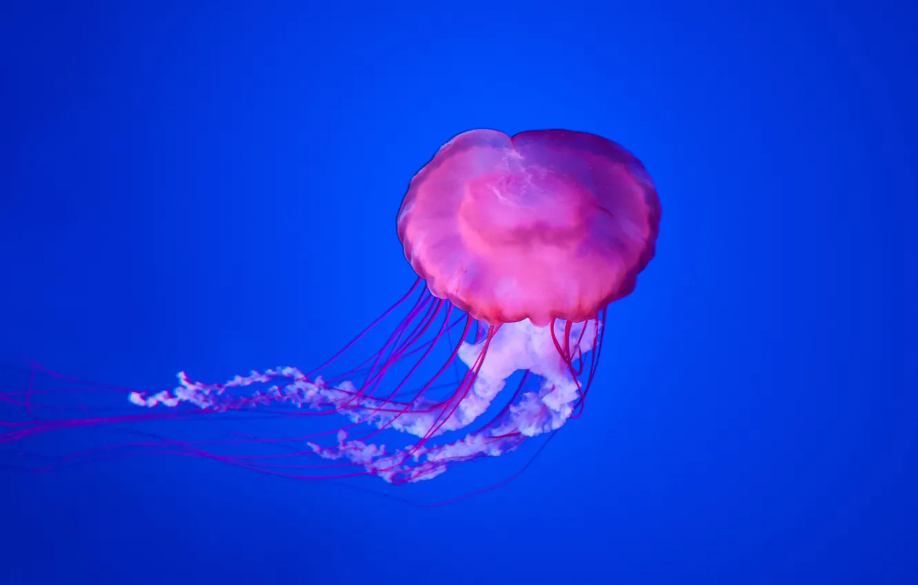 Photo wallpaper underwater, blue, jellyfish