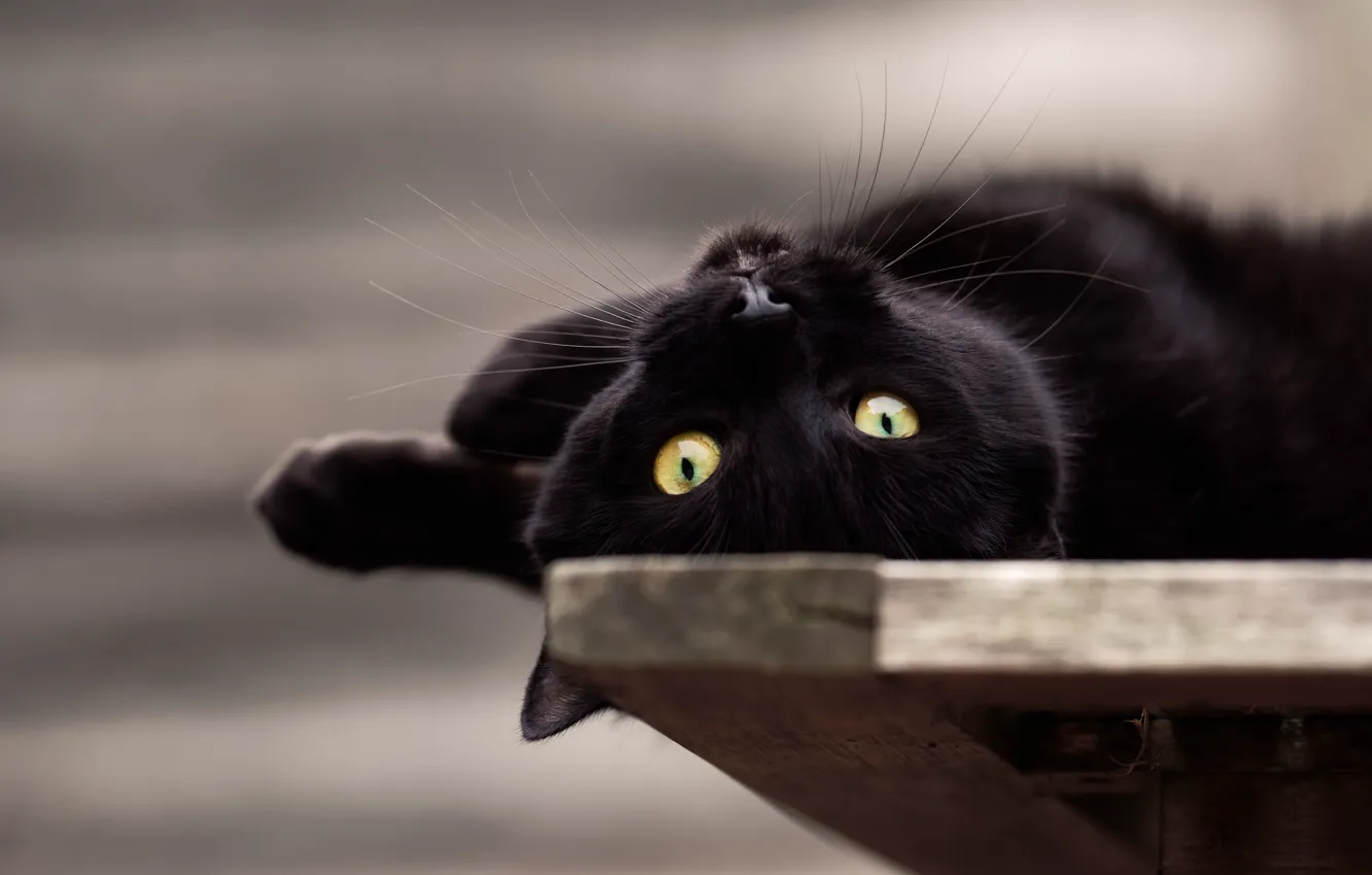 Photo wallpaper cat, look, black, lies