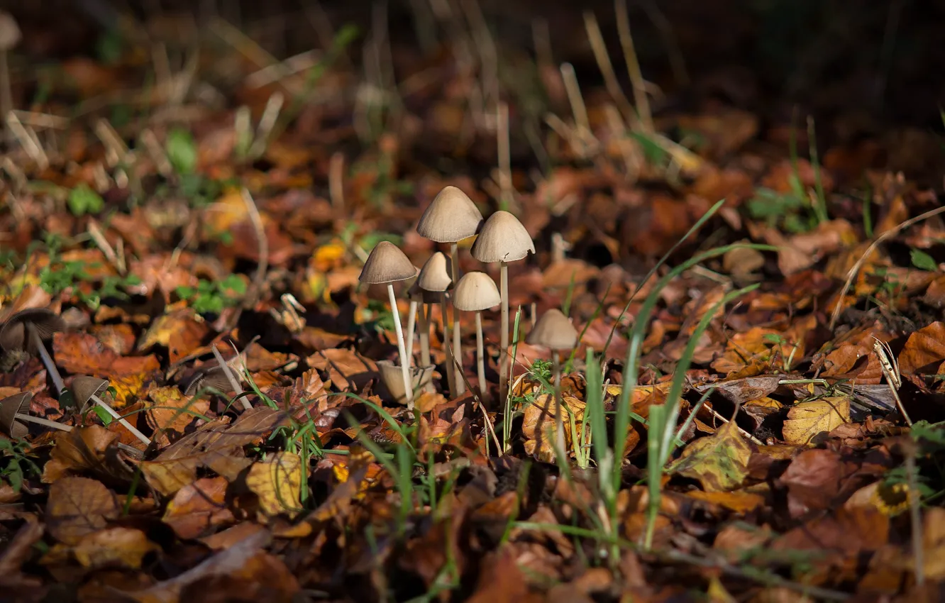 Photo wallpaper leaves, mushrooms, bokeh