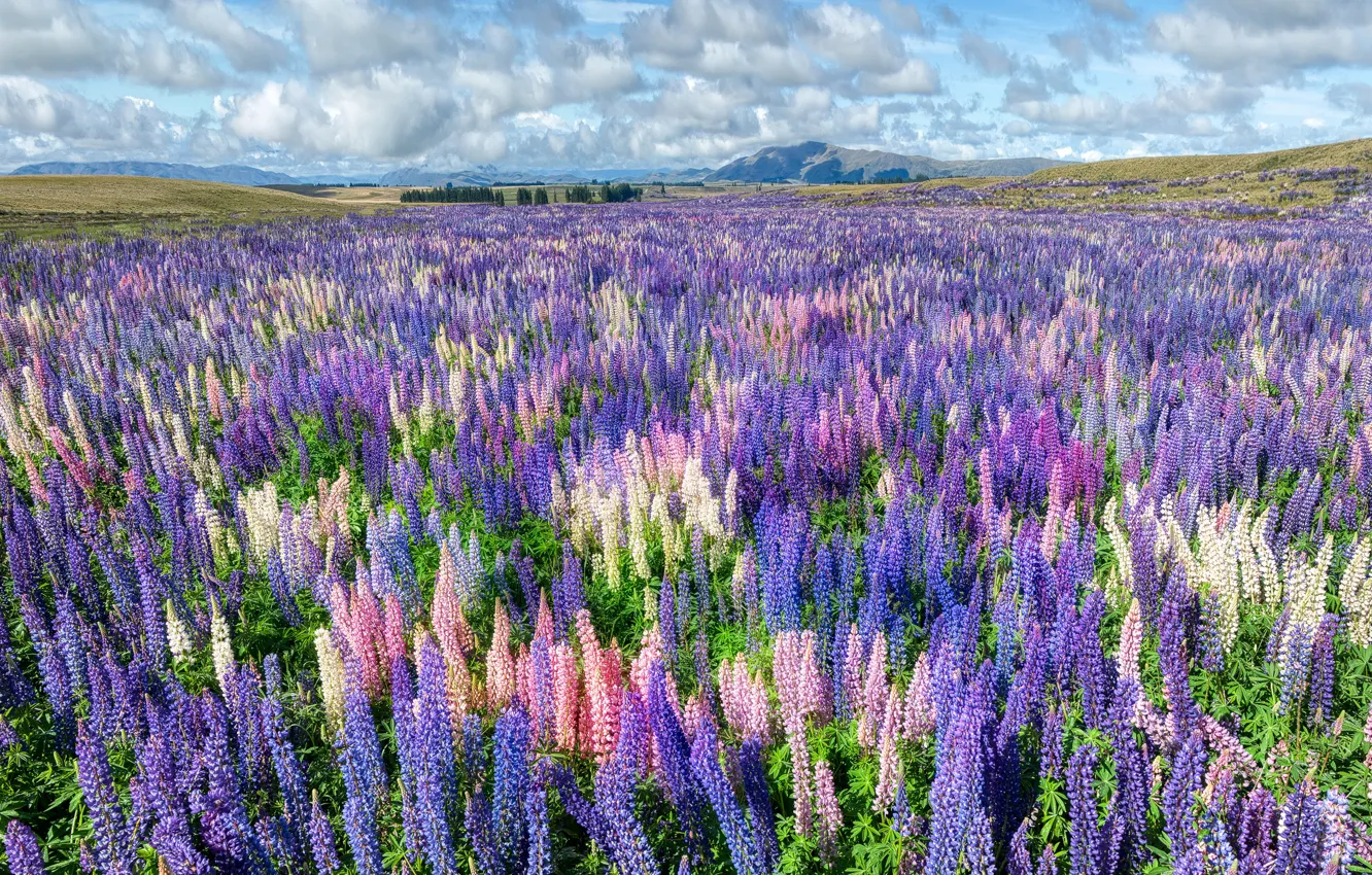 Photo wallpaper field, summer, the sky, clouds, landscape, flowers, blue, blue
