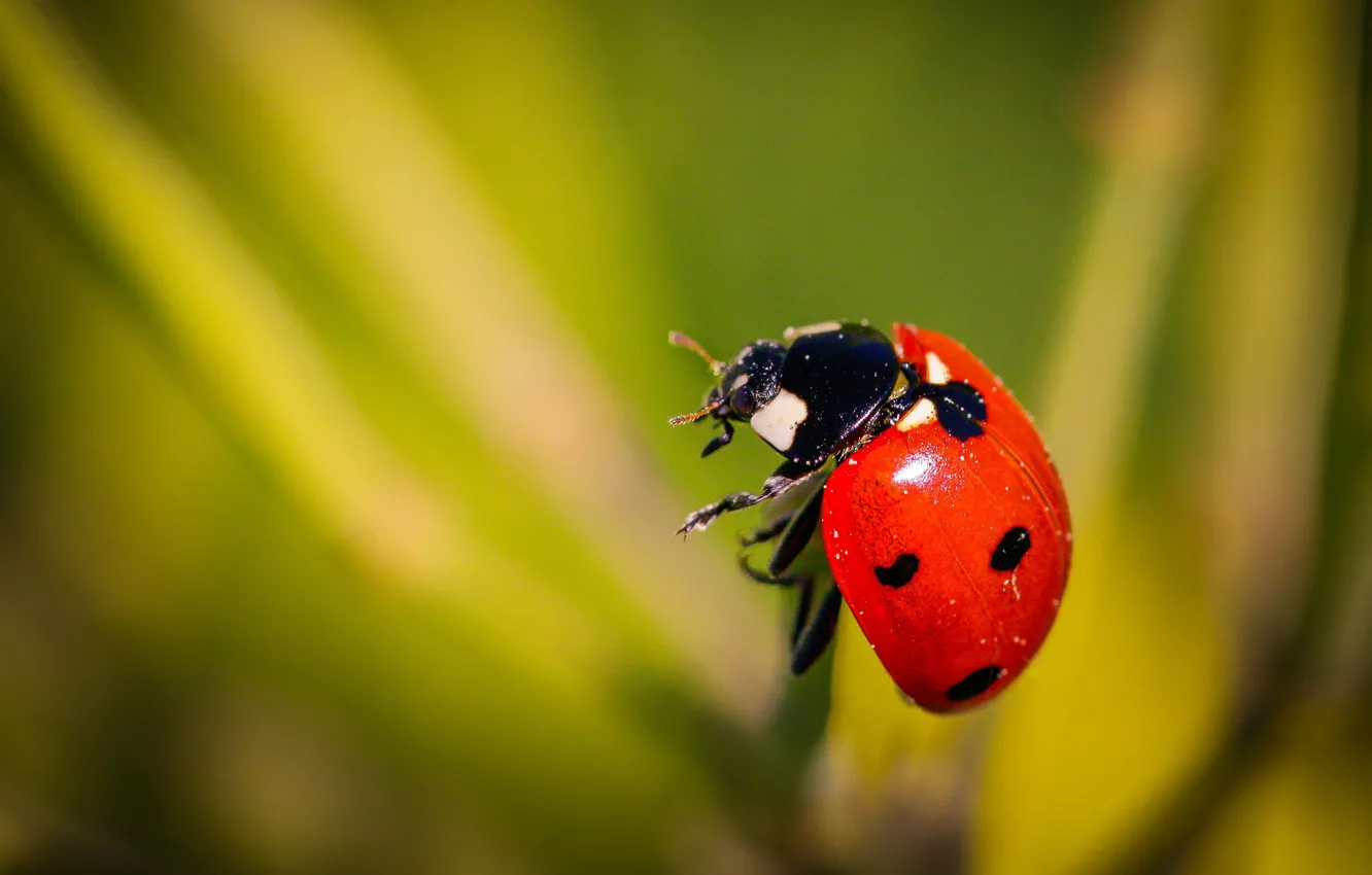 Photo wallpaper macro, ladybug, beetle, insect