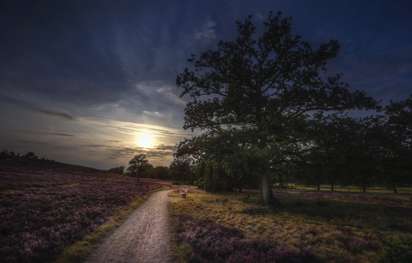 Photo wallpaper summer, sunset, nature, Park, bench