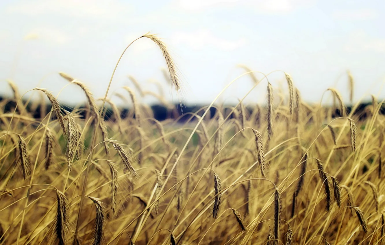 Photo wallpaper field, macro, nature, ears
