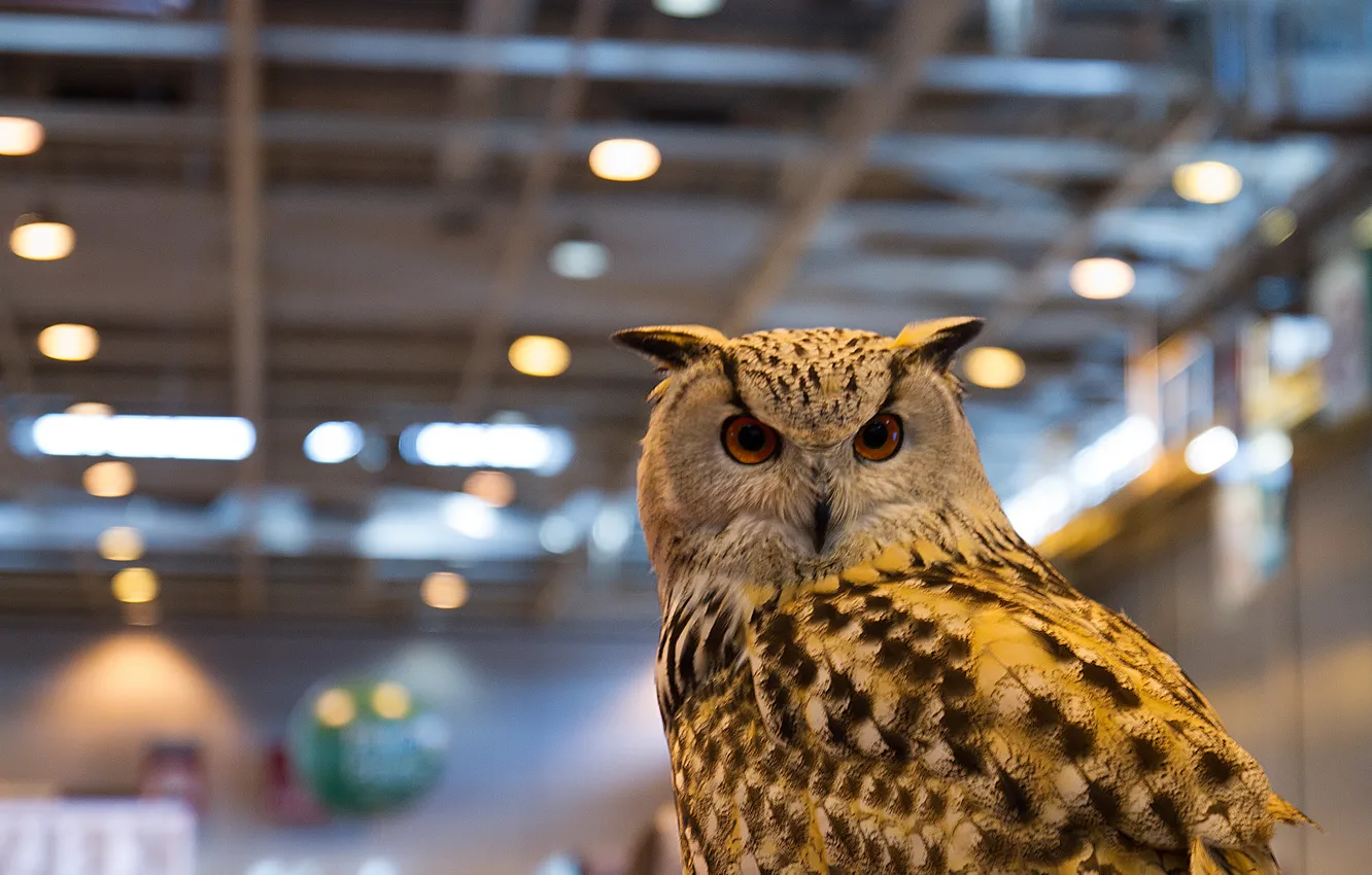 Photo wallpaper owl, bird, predator, posing, the room