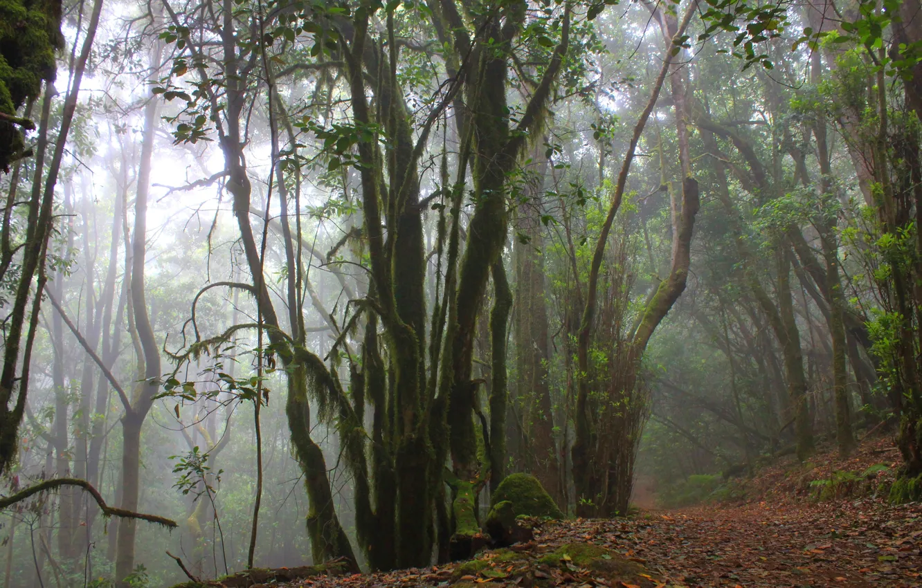 Photo wallpaper forest, trees, nature, fog, Spain, Spain, the island of La Gomera, Garahonai National Park