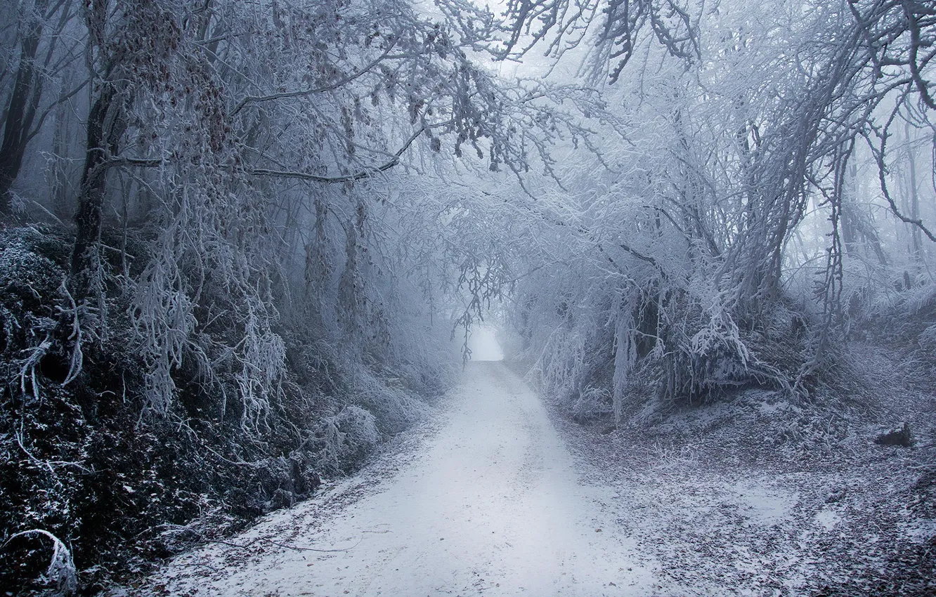 Photo wallpaper winter, frost, road, forest, snow, nature, fog