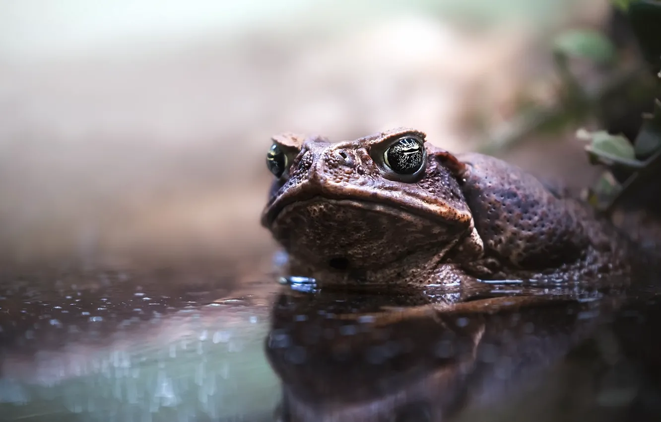 Photo wallpaper nature, frog, dampness