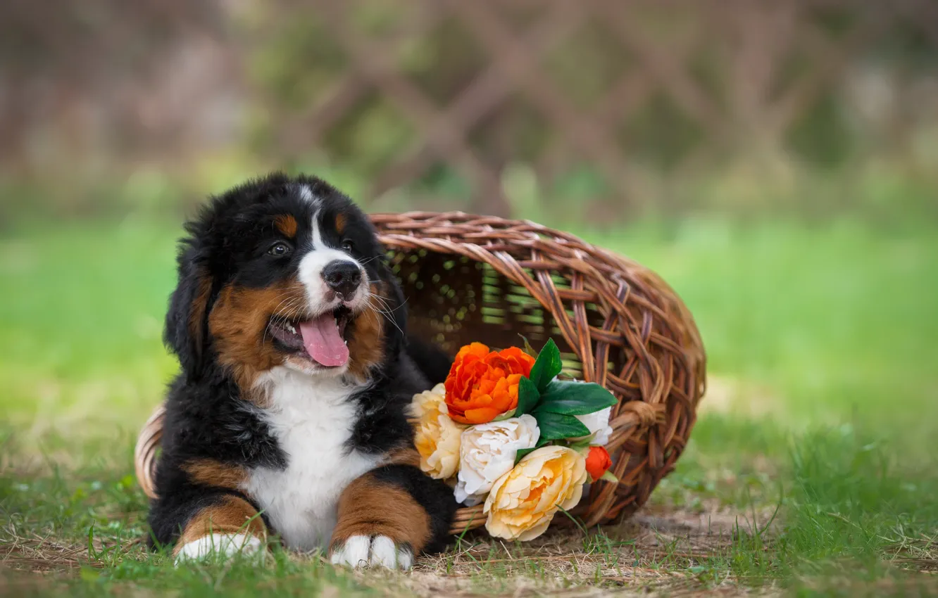 Photo wallpaper flowers, basket, dog