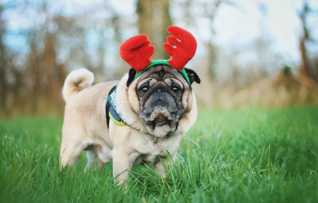 Photo wallpaper grass, nature, dog, deer, pug, horns, bezel