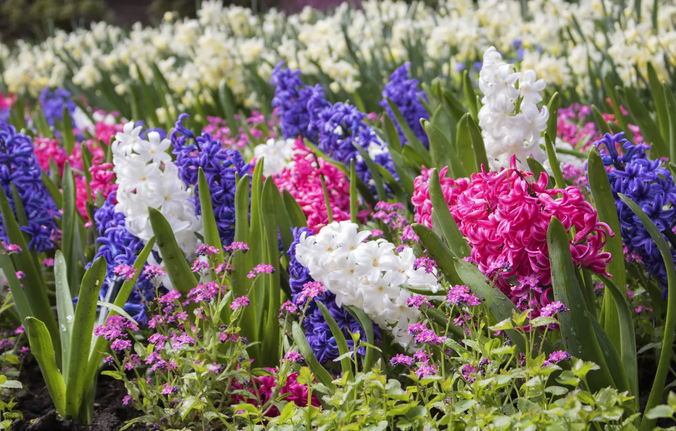 Photo wallpaper flowers, spring, garden, pink, white, flowerbed, a lot, different