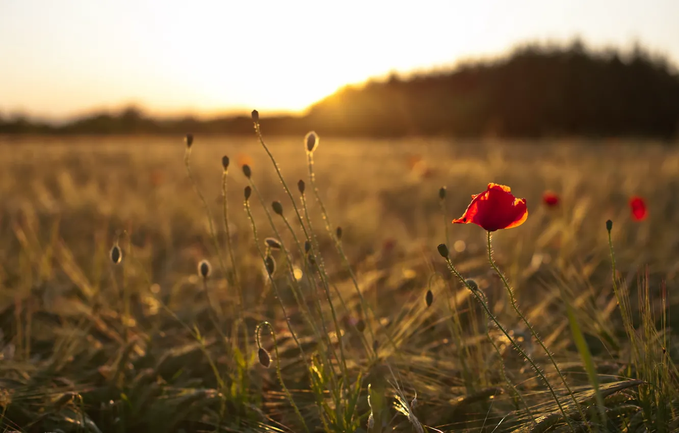 Photo wallpaper field, nature, Mac, morning