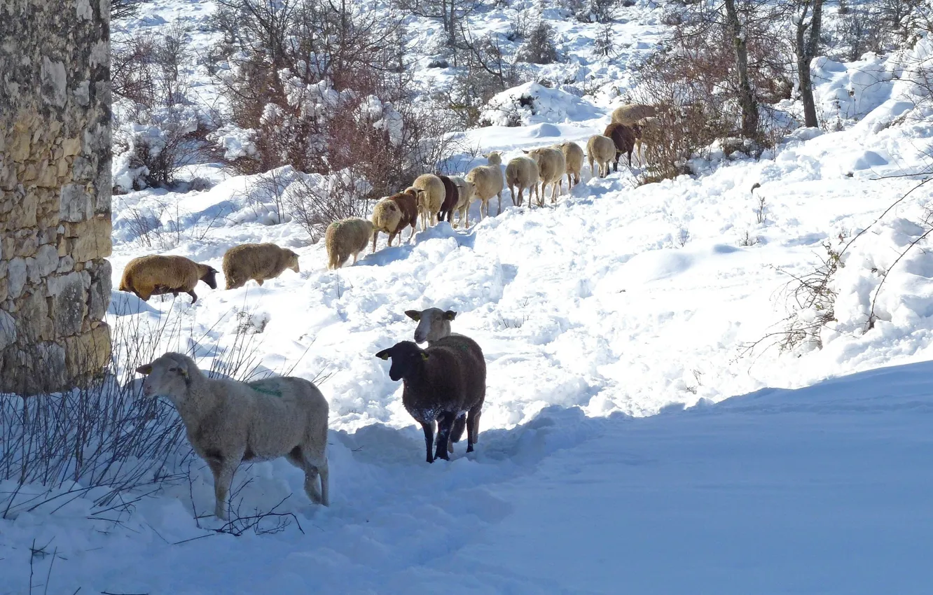 Photo wallpaper winter, snow, France, sheep, Vance