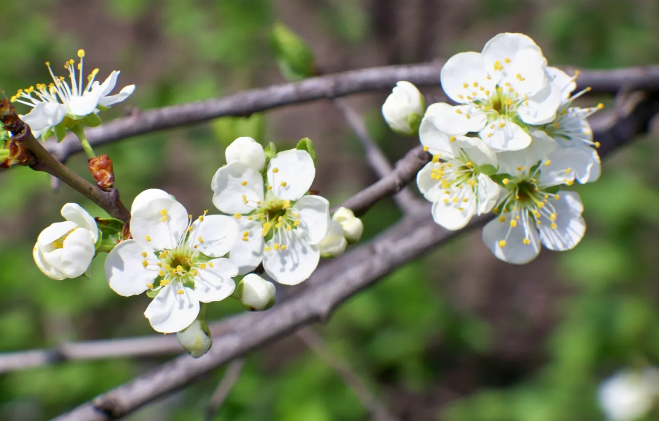 Photo wallpaper flowers, branches, cherry, sprig, spring, blooms, flowers, flowering