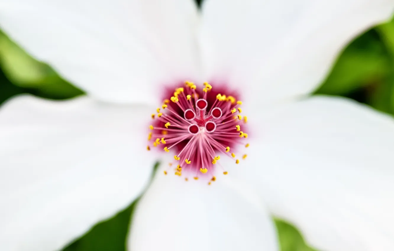 Photo wallpaper white, flower, macro, hibiscus