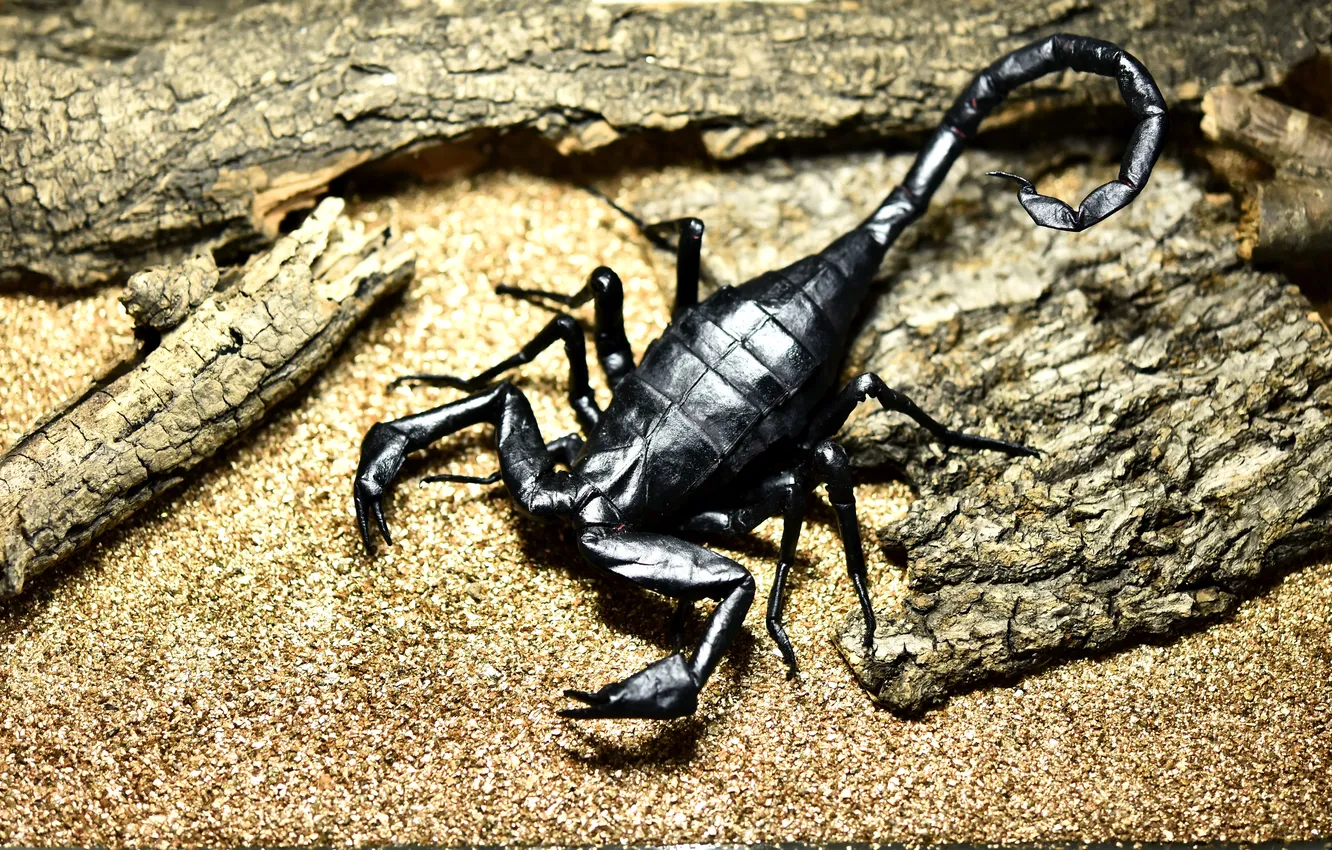 Photo wallpaper paper, tail, Scorpio, origami, claws