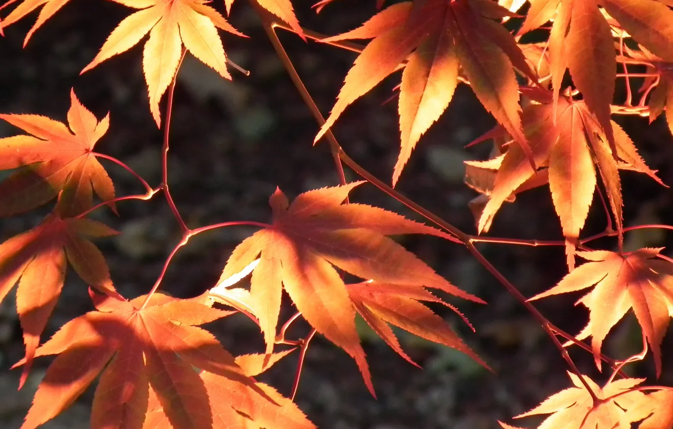Photo wallpaper light, nature, leaves, autumn leaves, Fuji HS10 HS11