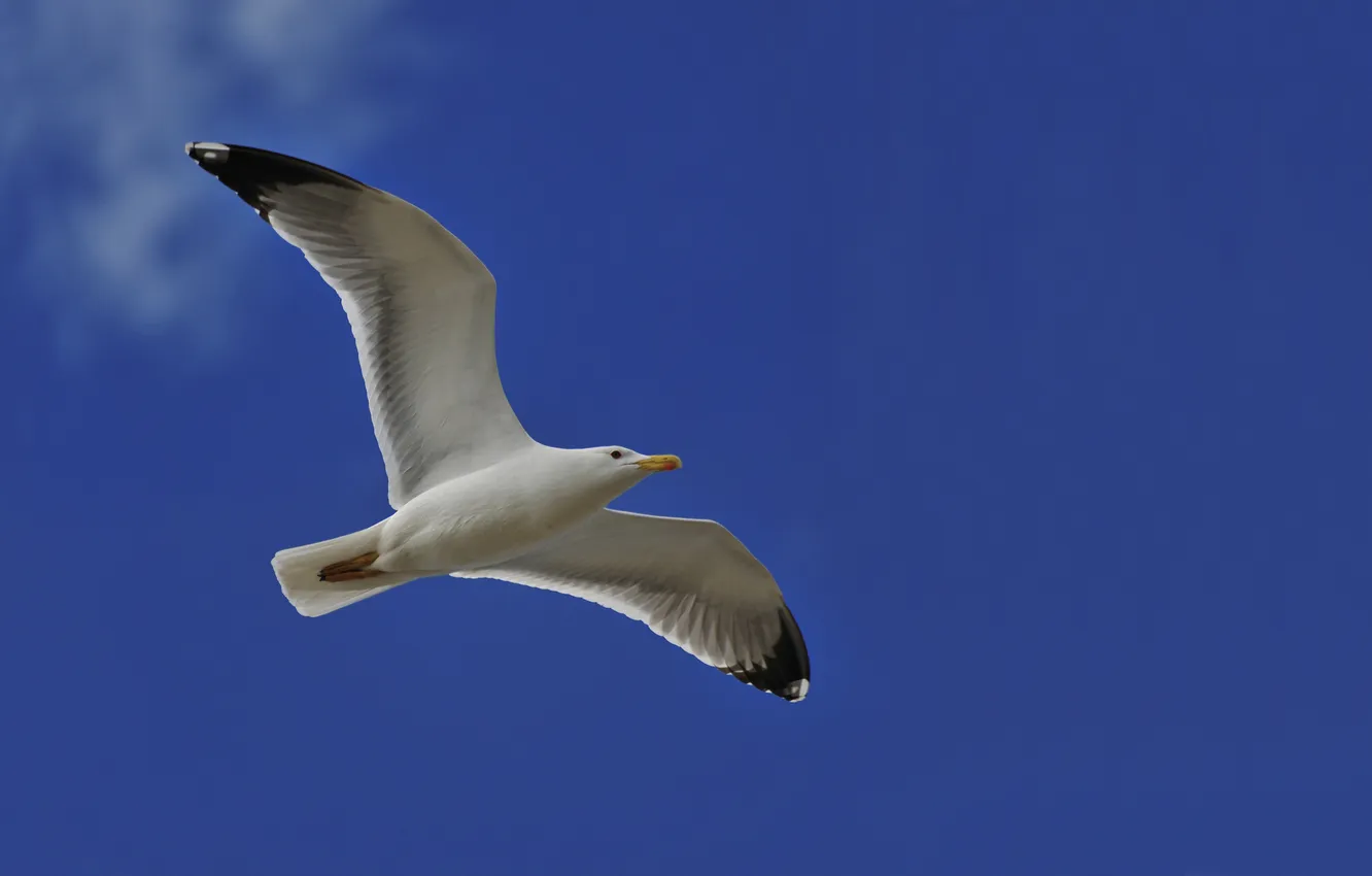 Photo wallpaper the sky, blue, seagulls, Pitts