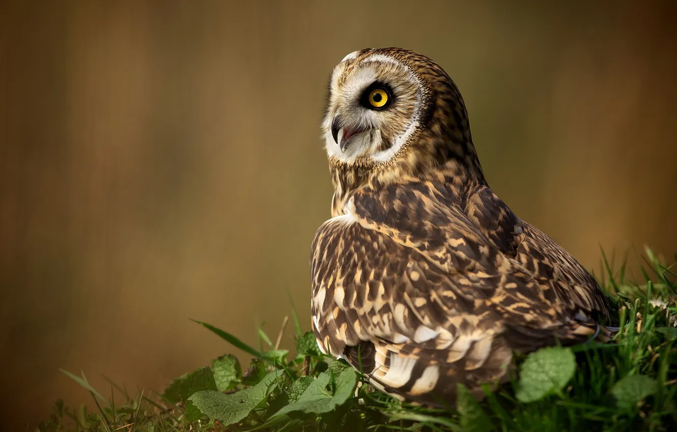 Photo wallpaper background, owl, bird